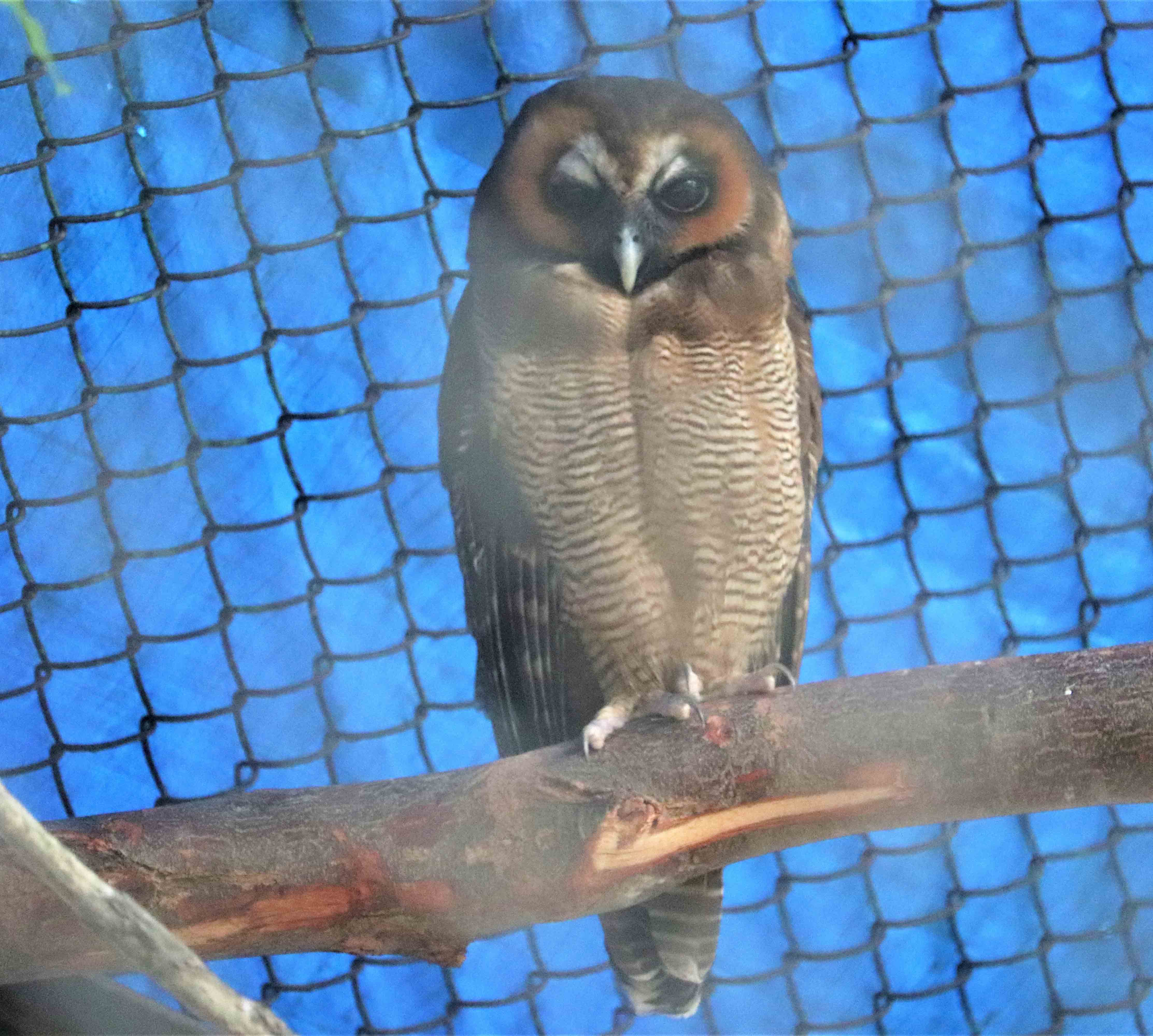 Brown Wood Owl